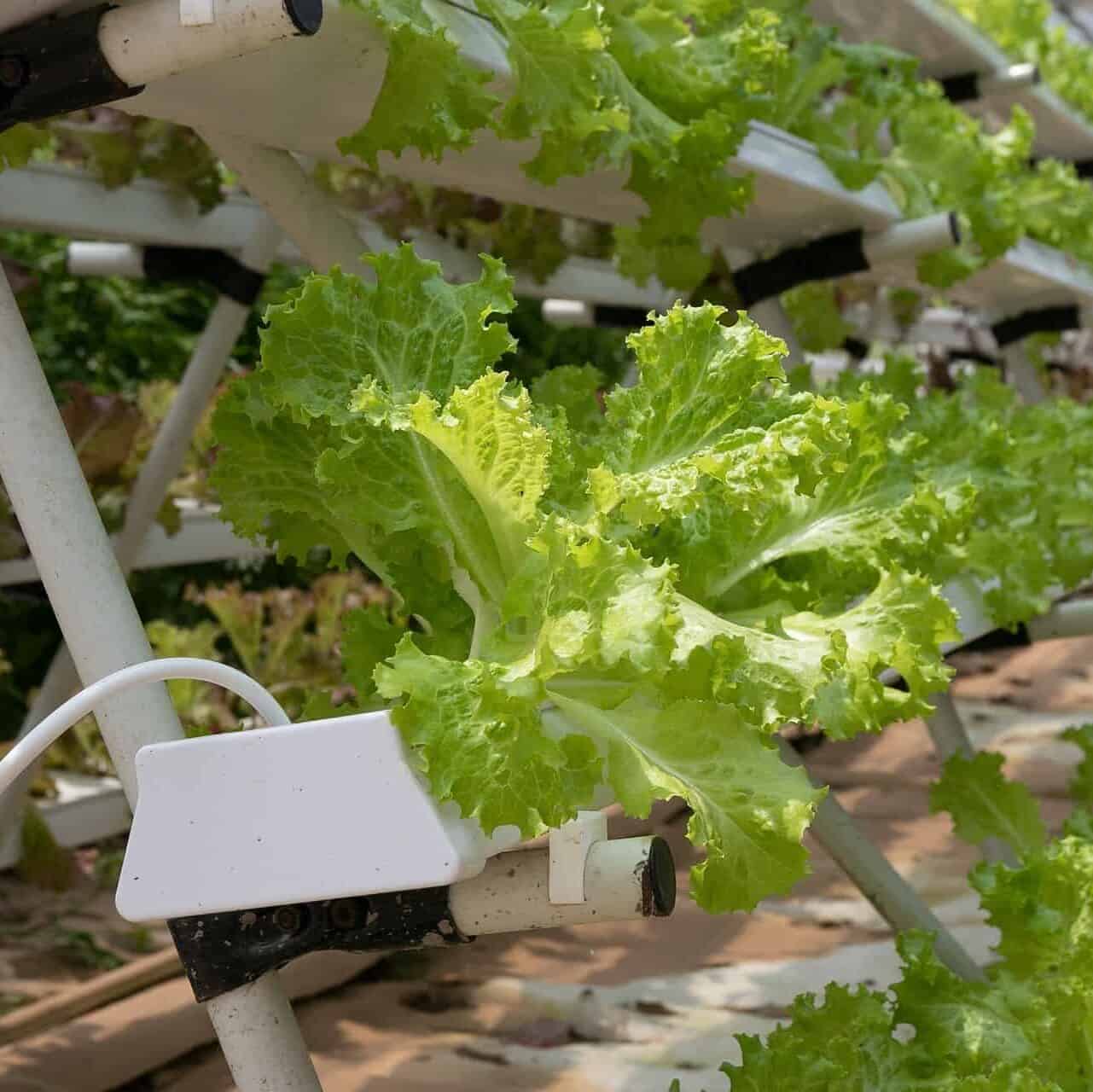 An image depicting rows of hydroponic grow beds. They are rows of plastic rails with lettuce sprouting from them.